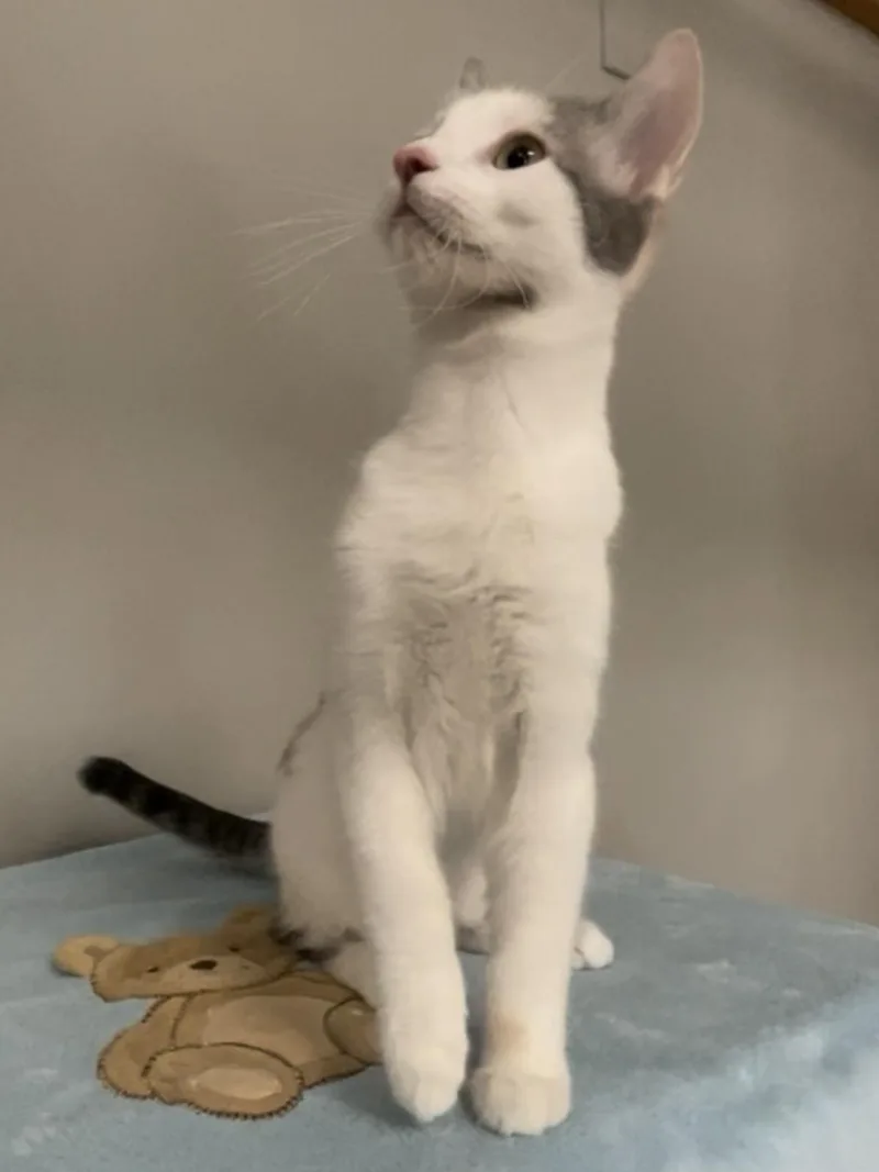 A young medium-sized female Domestic Short Hair cat named Kleo for adoption in Petaluma, CA