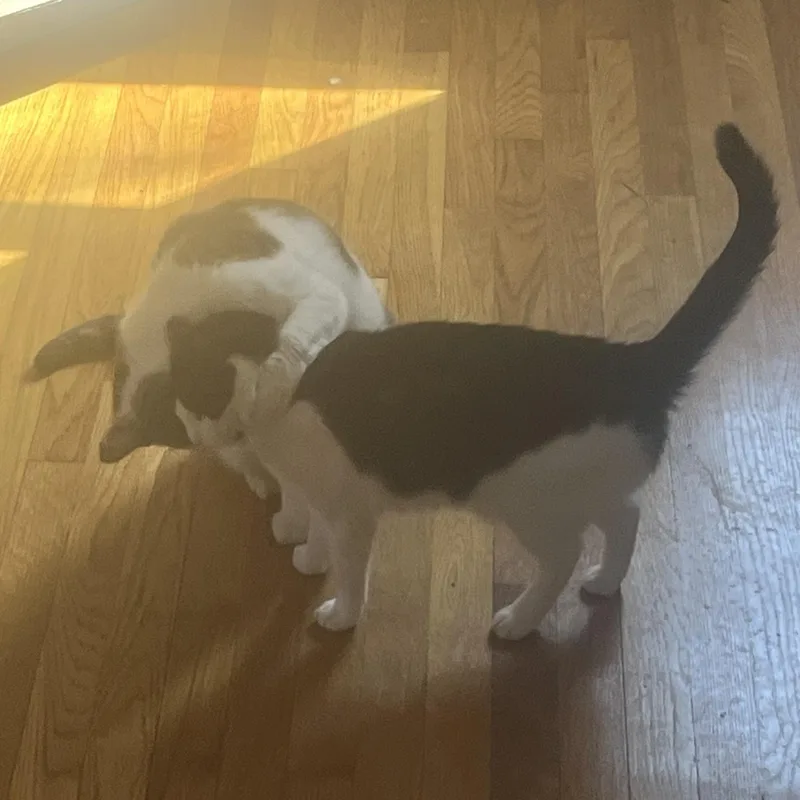 An adult medium-sized female Domestic Short Hair cat named Violet for adoption in FITCHBURG, MA