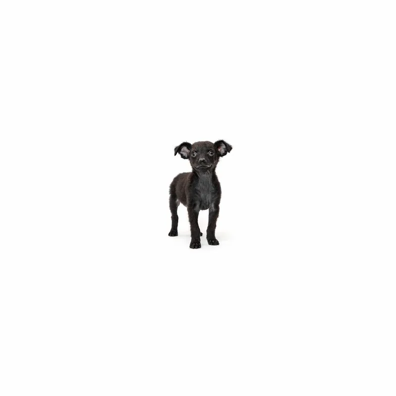 A baby small-sized male Black Poodle (Toy) dog named Alo for adoption in Playa Vista, CA