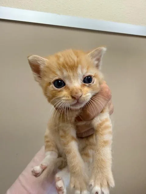A baby small-sized female Domestic Short Hair cat named Penelope for adoption in Santa Maria, CA