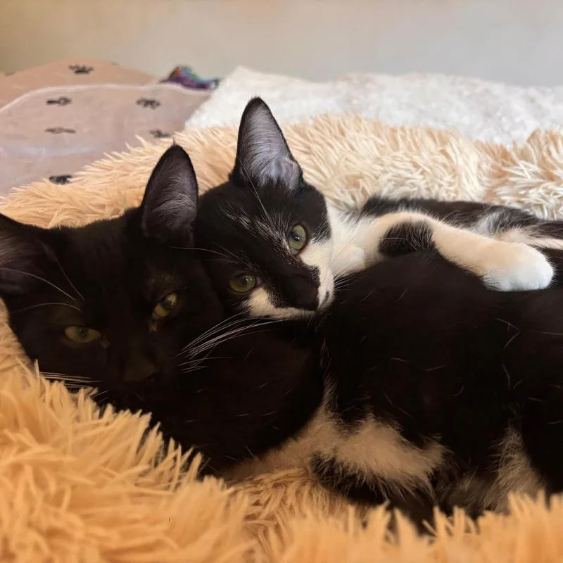 Pinot Noir thumbnail 3