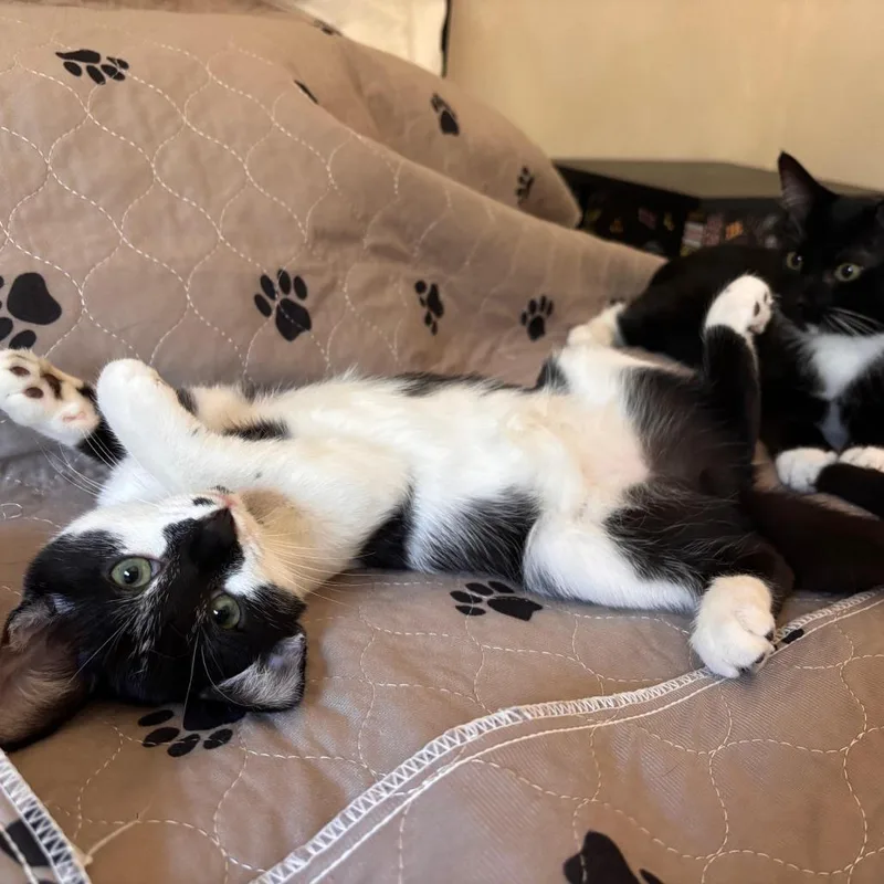 Pinot Noir thumbnail 4