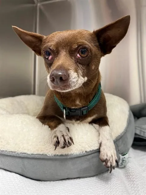An adult small-sized male Chihuahua dog named A for adoption in Naples, FL
