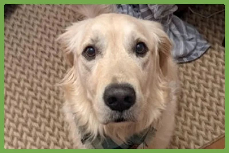 Mochi thumbnail 2
