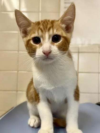 A young small-sized male Domestic Short Hair cat named Apricot for adoption in San Antonio, TX