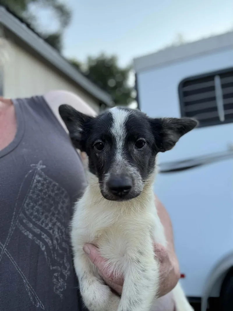 A baby small-sized male Lancashire Heeler dog named Trout for adoption in Havertown, PA