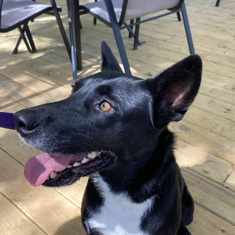 A young medium-sized female German Shepherd Dog dog named Babette for adoption in Warren, RI