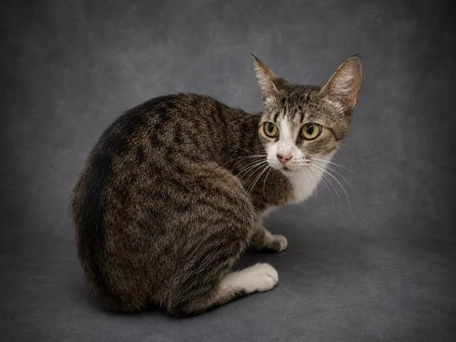 An adult medium-sized female Domestic Short Hair cat named Blair for adoption in Winter Haven, FL