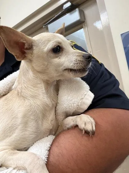 A baby small-sized female Terrier dog named Yogurt for adoption in Honolulu, HI