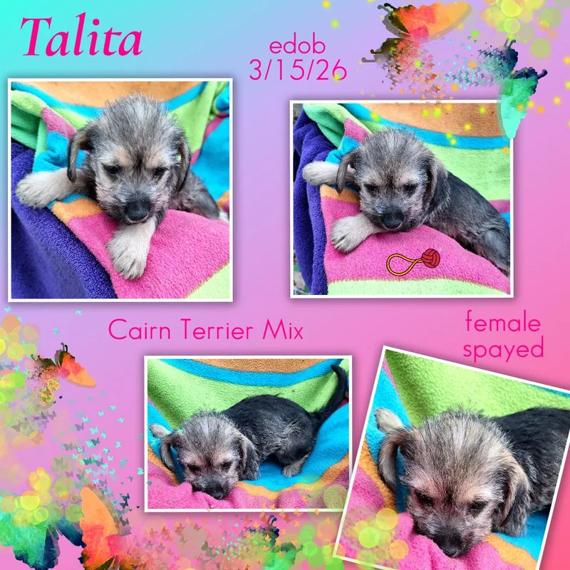 Talita Brt thumbnail 2
