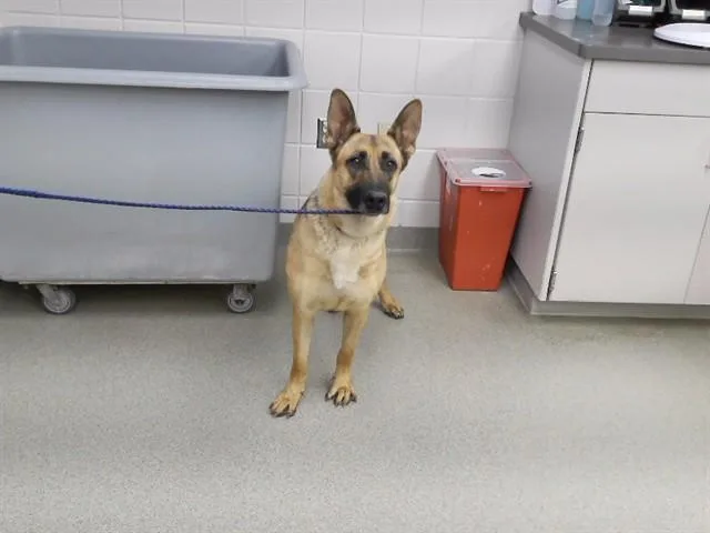 A young large-sized female German Shepherd Dog dog named Aurora for adoption in Omaha, NE