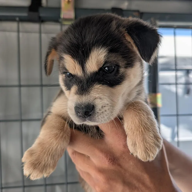 A baby small-sized male Black Mixed Breed dog named Price for adoption in Park City, UT