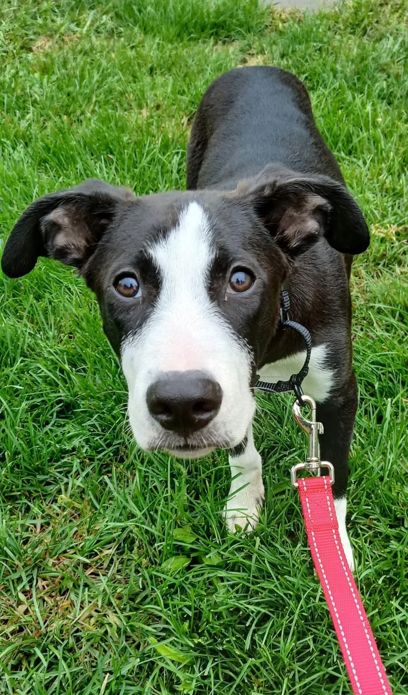 A baby medium-sized male Black American Staffordshire Terrier dog named Leo for adoption in Highland, NY