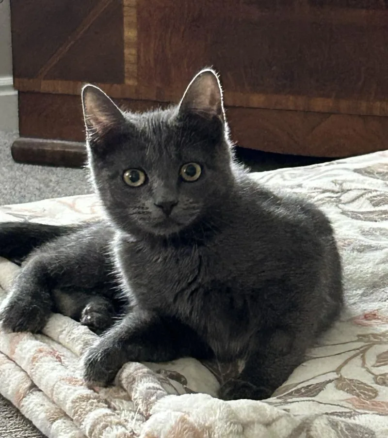A baby medium-sized female Domestic Short Hair cat named Gorgy for adoption in Salt Lake City, UT