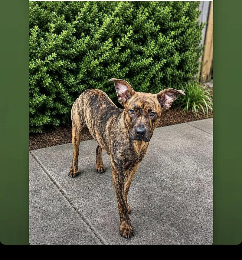 An adult medium-sized female Brindle Mixed Breed dog named Wren for adoption in Alexander City, AL