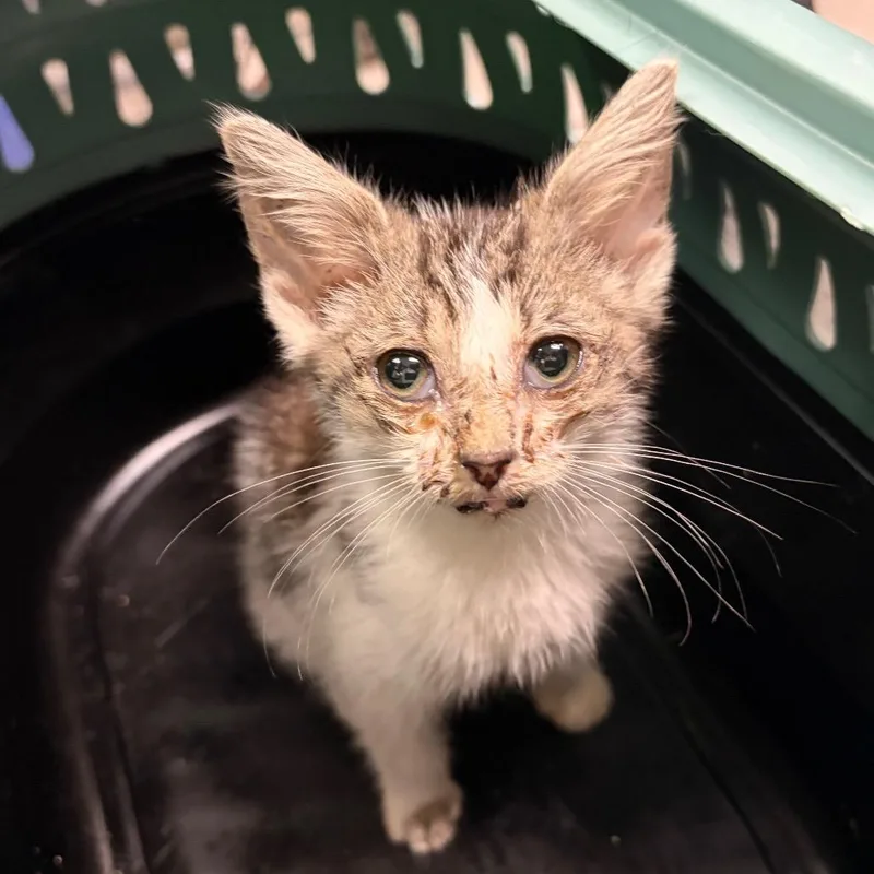 A baby small-sized male White Domestic Medium Hair cat named Seagull for adoption in Charleston, WV
