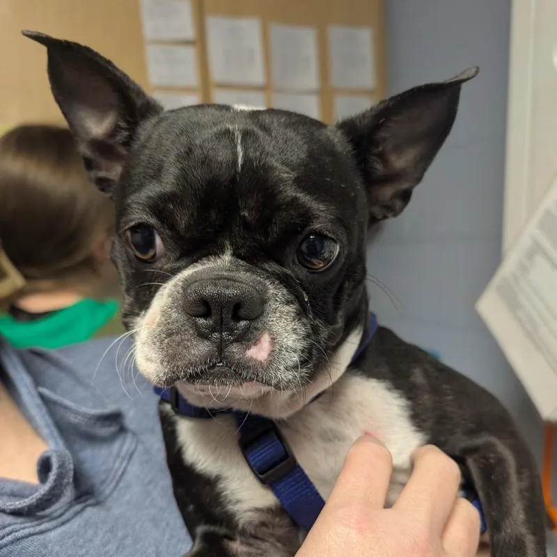 An adult small-sized female Black Mixed Breed dog named Chica for adoption in DeKalb, IL