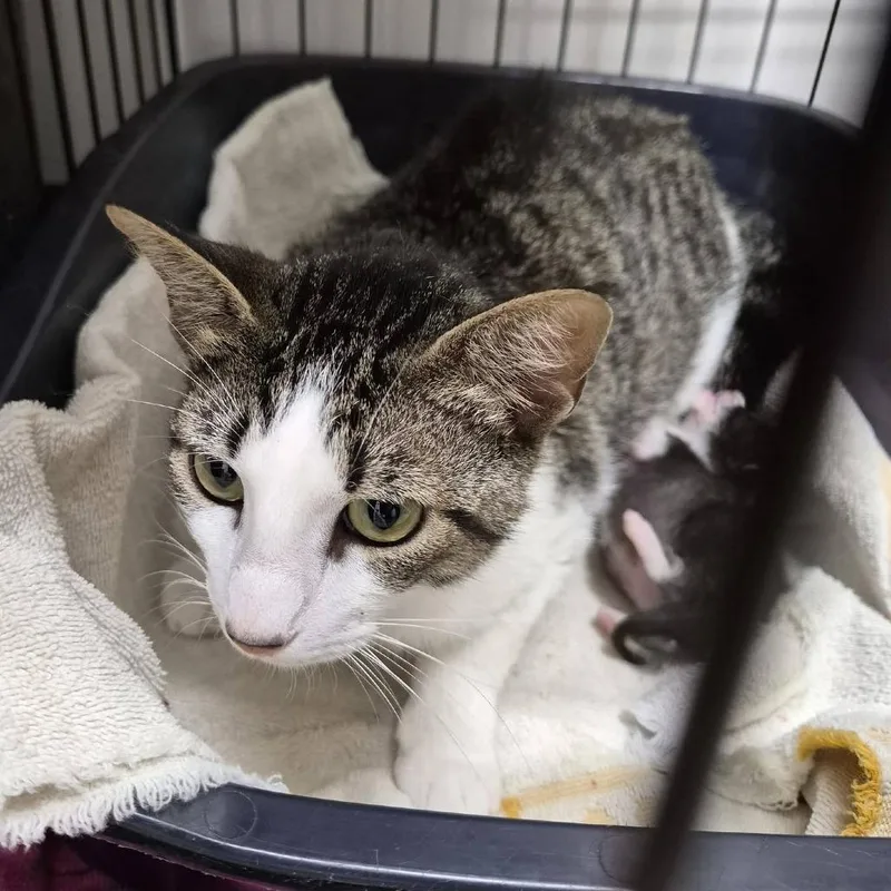 An adult medium-sized female White Domestic Short Hair cat named Ding for adoption in Cleveland, MS