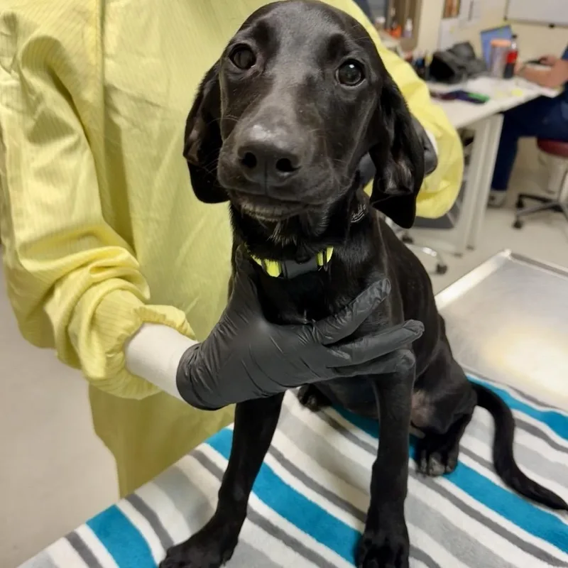 A baby small-sized female Black Labrador Retriever dog named Emma for adoption in Baltimore, MD