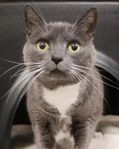 An adult medium-sized female Domestic Short Hair cat named Paloma for adoption in Fishers, IN