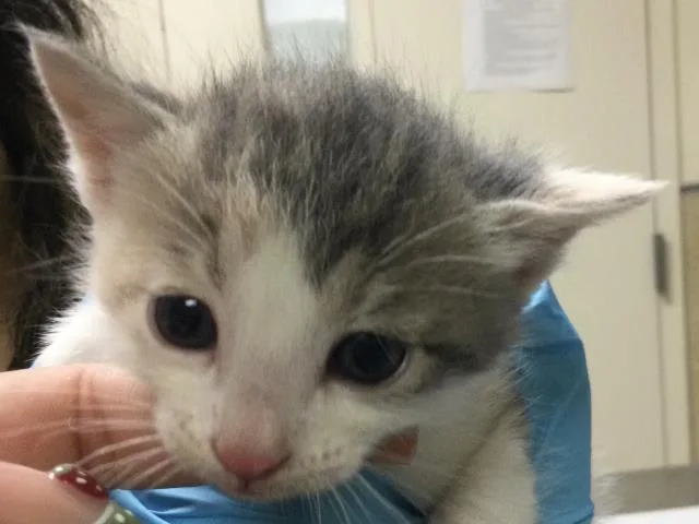 A baby small-sized female Domestic Short Hair cat named Mila for adoption in Riverside, CA