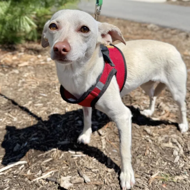 A young small-sized female White / Cream Chihuahua dog named Dewdrop for adoption in East Hampton, NY