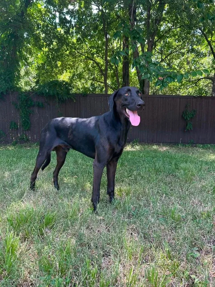 Archie