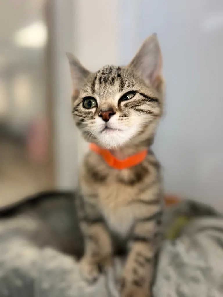 A baby small-sized female Domestic Short Hair cat named Chubbs for adoption in Algona, IA