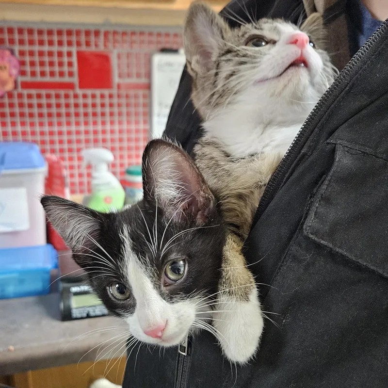 A baby medium-sized male Black & White / Tuxedo Domestic Short Hair cat named Sashimi for adoption in Antioch, IL