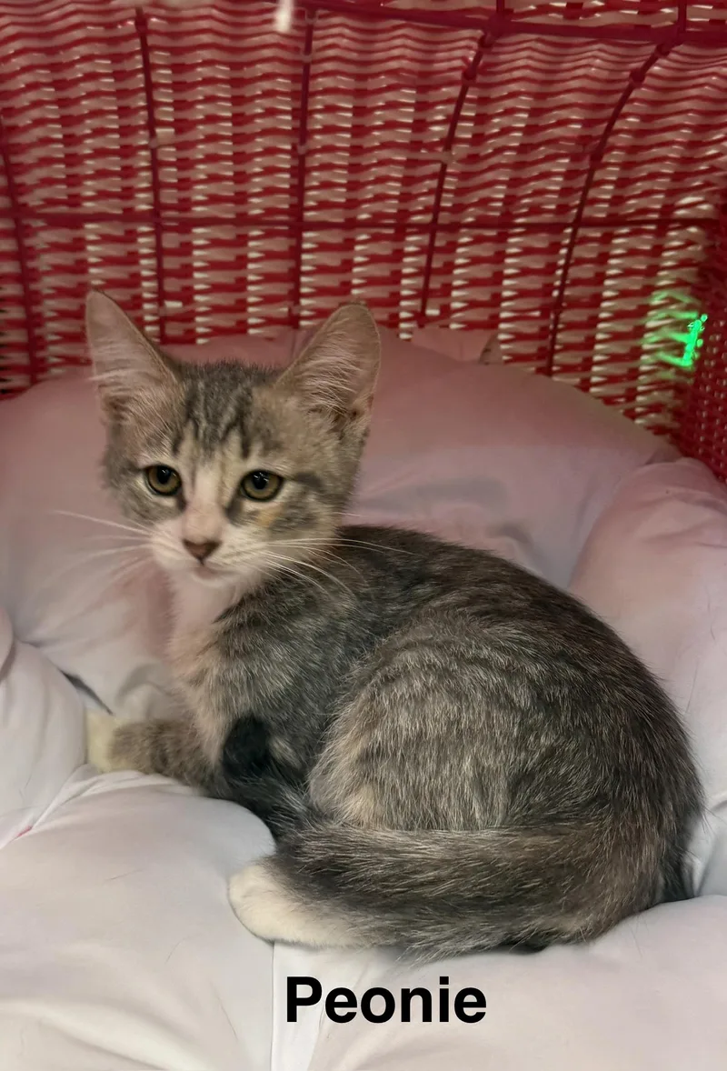 A baby medium-sized female Tabby (Gray / Blue / Silver) Domestic Short Hair cat named Peonie for adoption in South Elgin, IL