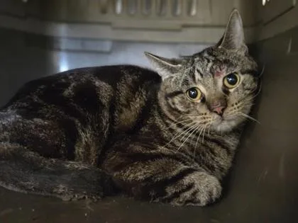 An adult medium-sized male Domestic Short Hair cat named Charlevoix Stone for adoption in Westland, MI