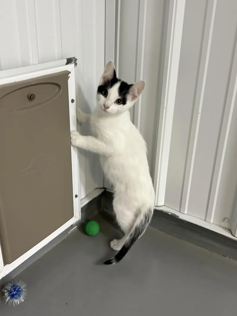 A young medium-sized male American Shorthair cat named Oreo for adoption in Big Rapids, MI