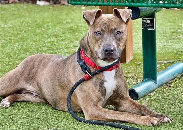 A young medium-sized female Terrier dog named Brenda for adoption in Saint Louis, MO