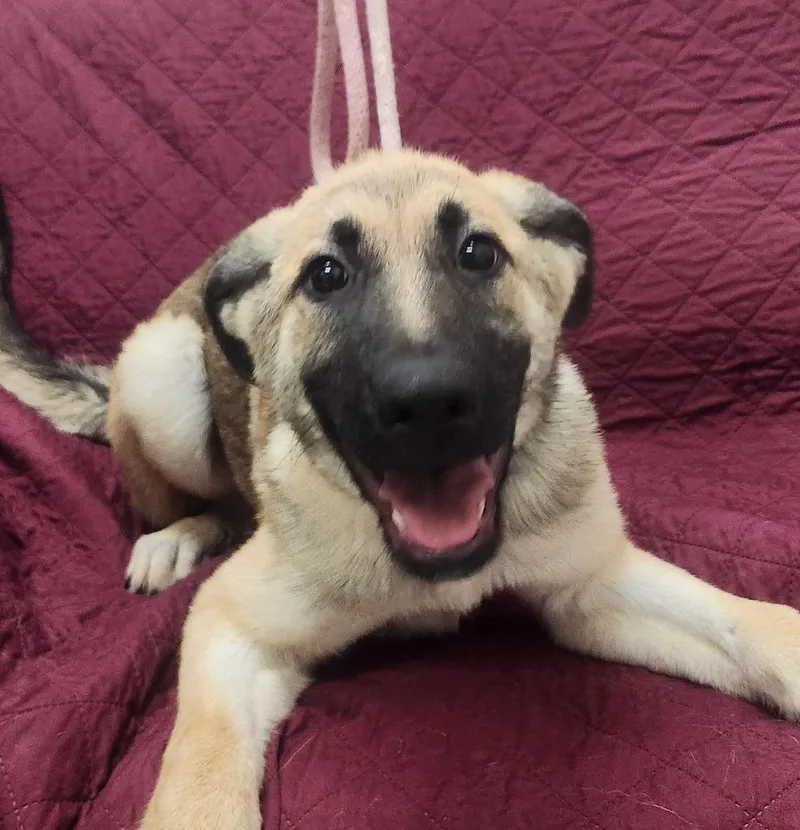 A baby large-sized female Shepherd dog named Claurice for adoption in Little Rock, AR
