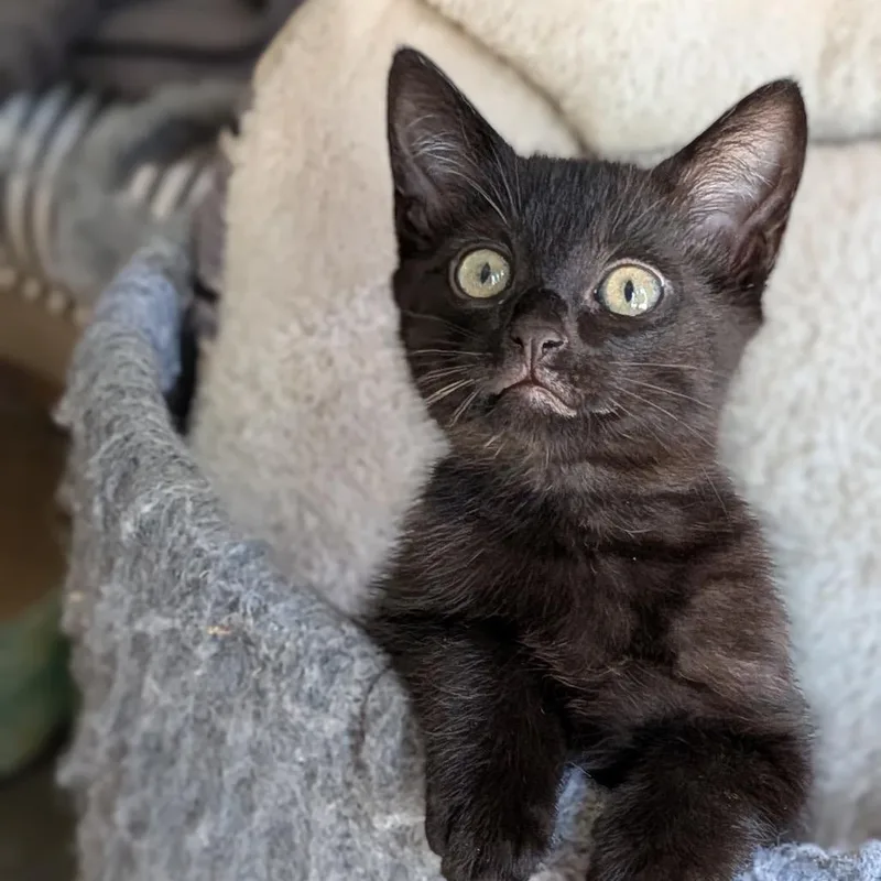 A baby small-sized male Black Domestic Short Hair cat named Brain Chino Hills for adoption in Chino Hills, CA