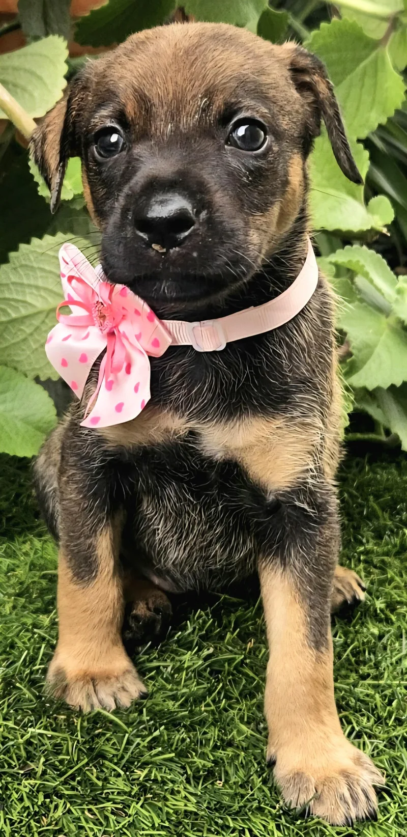 Ava Bambina "the Hug thumbnail 2