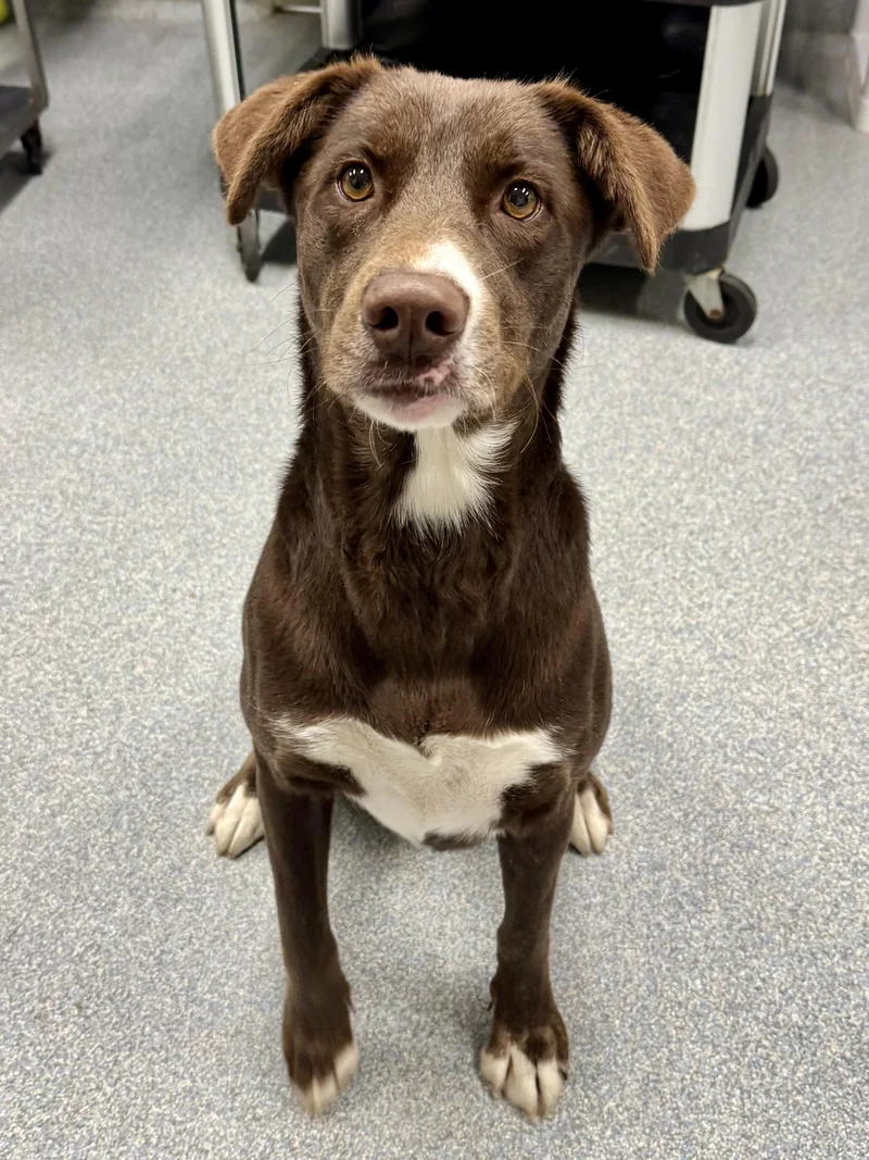 An adult medium-sized female Brown / Chocolate Chocolate Labrador Retriever dog named Wendy for adoption in St. Joseph, MI