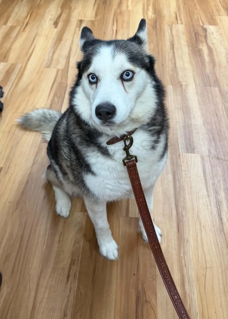 A senior large-sized female Siberian Husky dog named Niylah for adoption in Canon City, CO