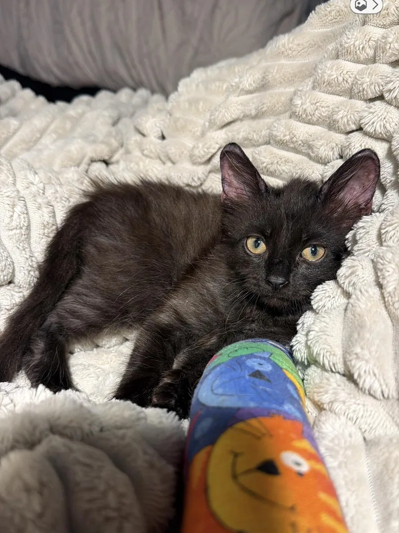 A baby medium-sized male Black Domestic Short Hair cat named Miko for adoption in Lauderhill, FL