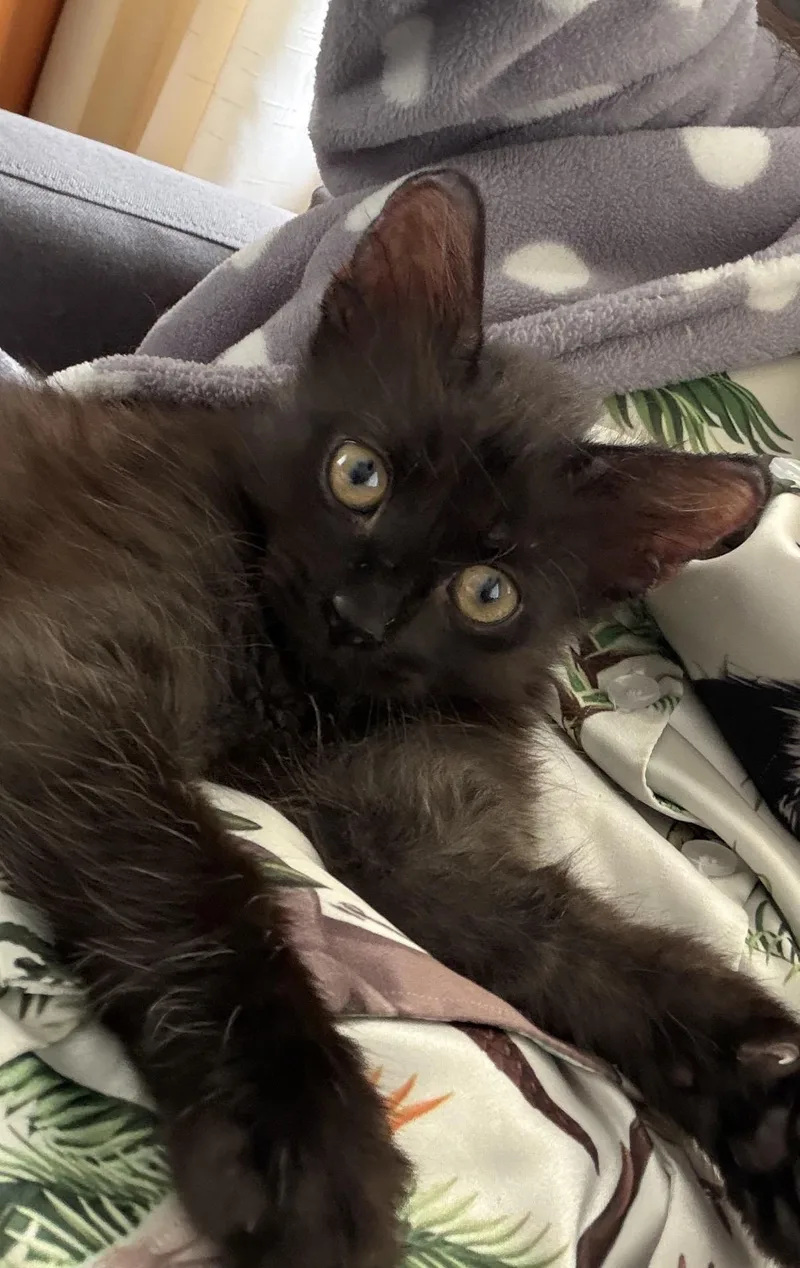 Miko thumbnail 2