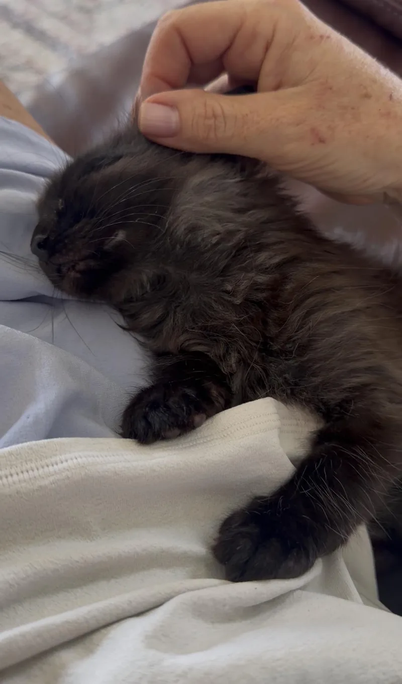 Miko thumbnail 5