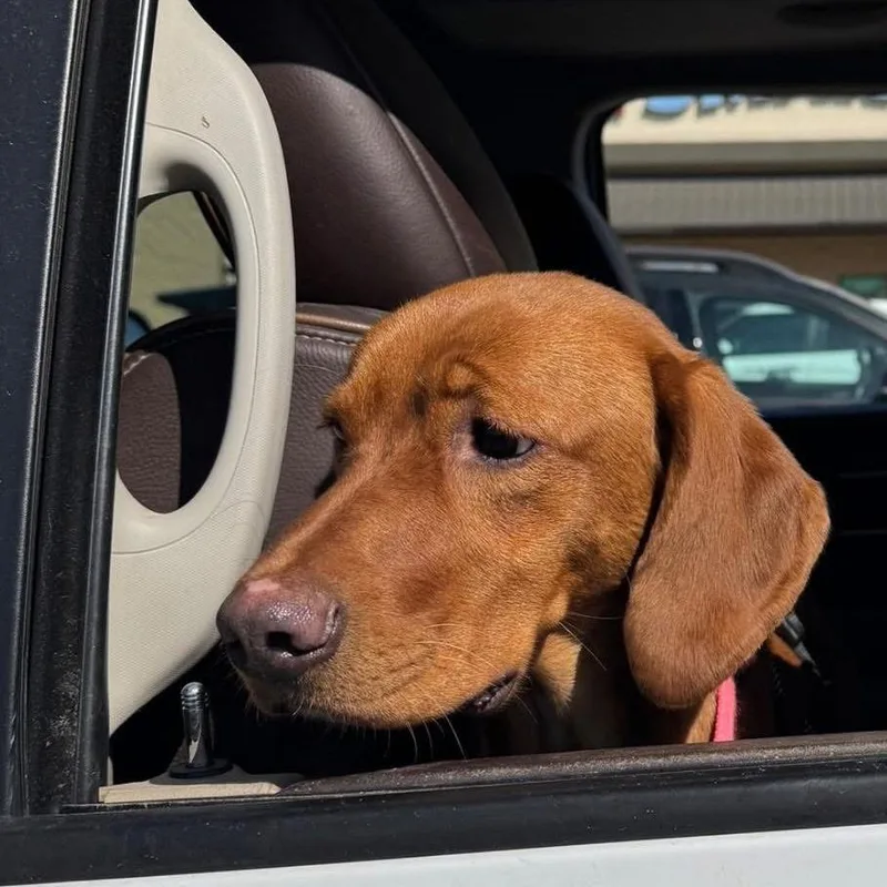 Coppermae thumbnail 2