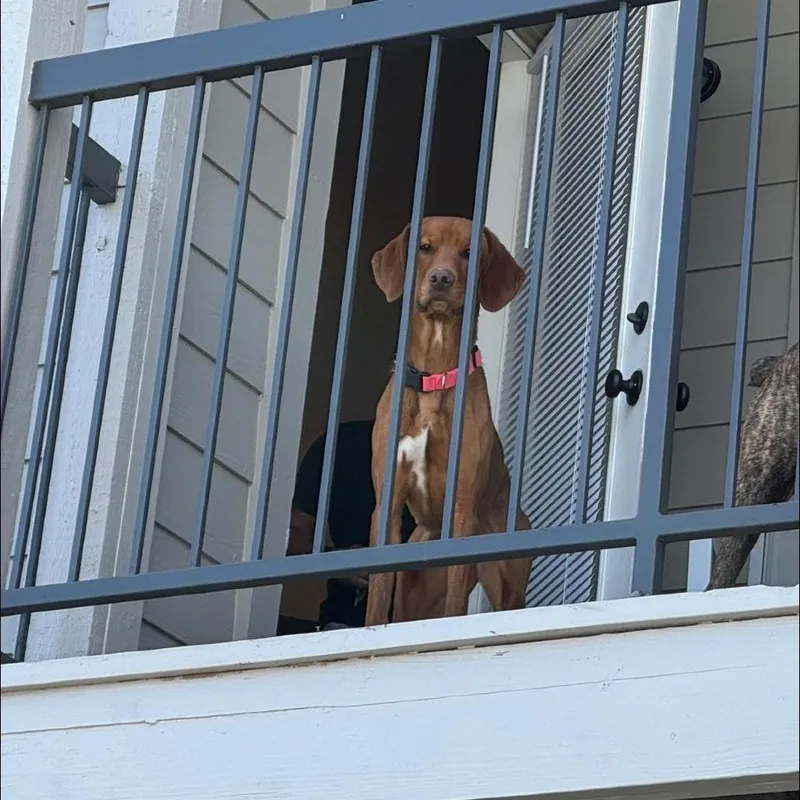 Coppermae thumbnail 3