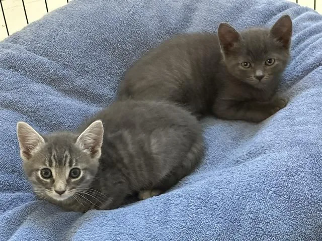 A baby medium-sized male Gray / Blue / Silver Tabby cat named Jack And Poppy for adoption in Stamford, CT