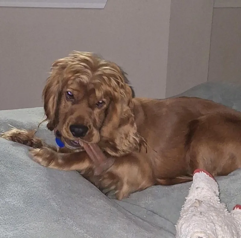 An adult small-sized female Cocker Spaniel dog named Streusel for adoption in Austin, TX