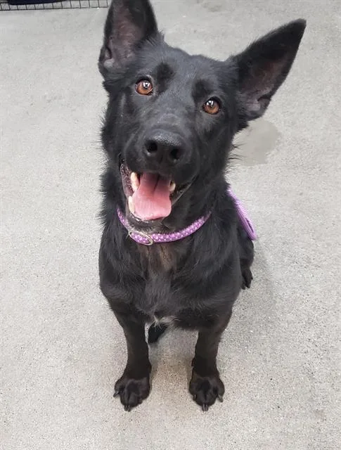 An adult large-sized female German Shepherd Dog dog named Delta for adoption in Fairfield, CA