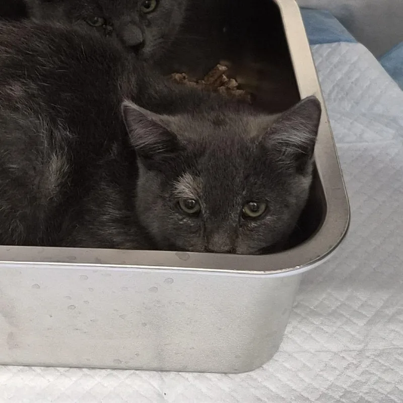 A baby small-sized female Tortoiseshell American Shorthair cat named Nakita for adoption in Spokane, WA