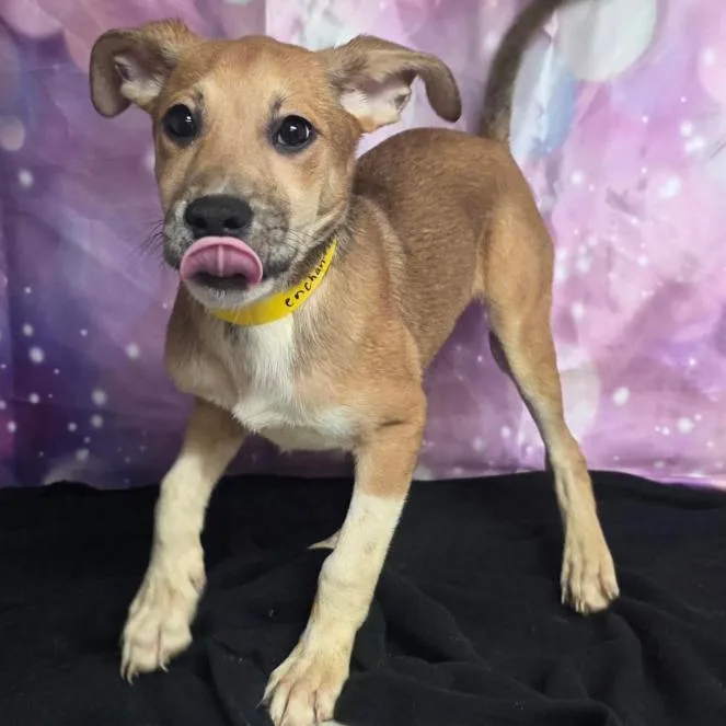 A baby small-sized female White / Cream Cattle Dog dog named Jill for adoption in Fort Collins, CO