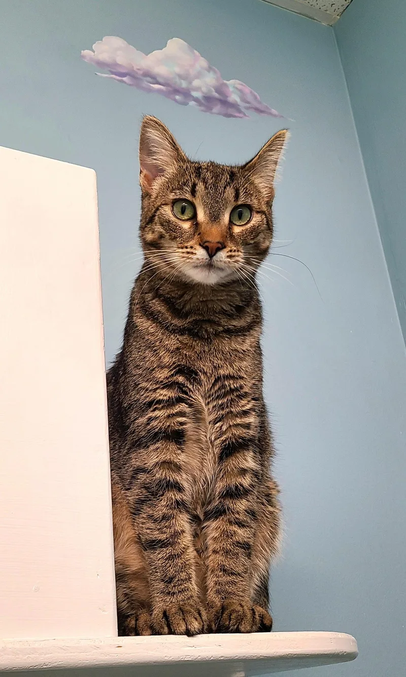 A young medium-sized female Tabby (Brown / Chocolate) Domestic Short Hair cat named Jovie for adoption in Kirkland, WA