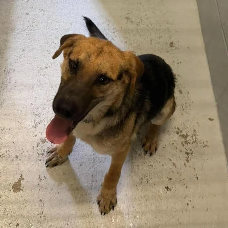 An adult medium-sized male Shepherd dog named Wayne for adoption in Bastrop, TX